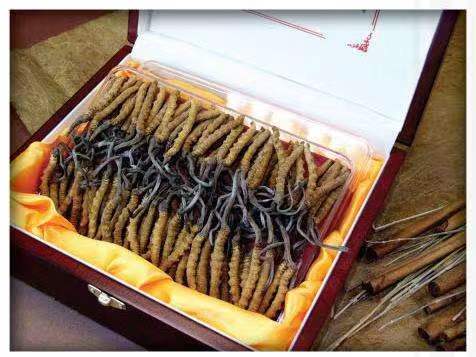 黄流镇冬虫夏草回收